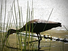 В Северной Осетии обнаружили редкую пролетную птицу — каравайку