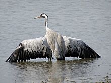 Редких и вымирающих птиц обнаружили в Костромской области