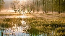 Почему Васюганские болота называют легкими планеты