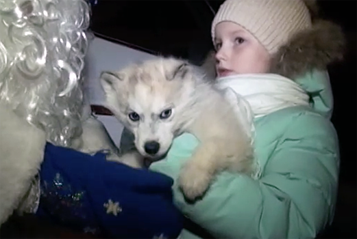 Школьница получила в подарок от Путина щенка хаски
