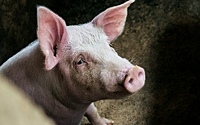 Человеку впервые успешно пересадили печень свиньи