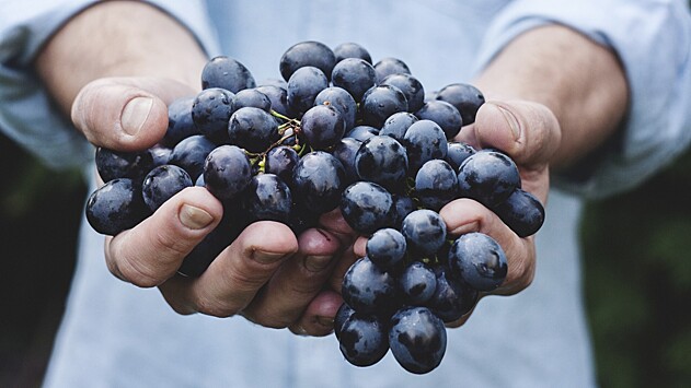 Что происходит с вашим телом, когда вы едите виноград