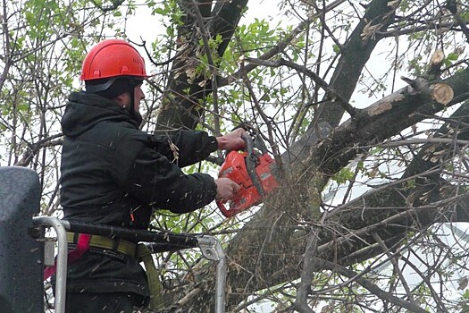 Ветер в Москве повалил десятки деревьев