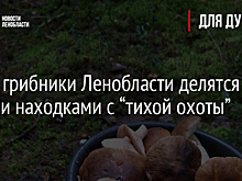 Фото: грибники Ленобласти делятся своими находками с “тихой охоты”