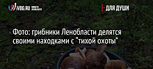 Фото: грибники Ленобласти делятся своими находками с “тихой охоты”