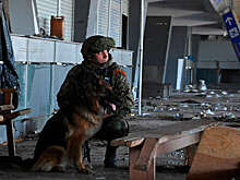 ГД одобрила проект об использовании наркотиков для тренировки служебных собак