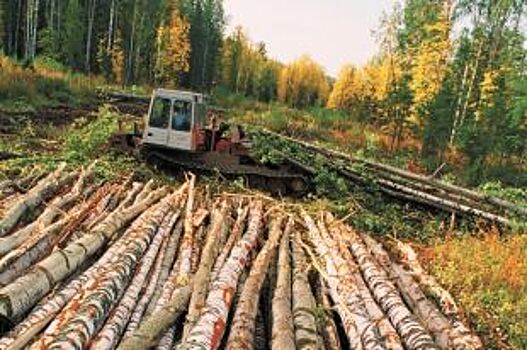 Куда исчез лес? Как выживают субъекты малого лесозаготовительного бизнеса