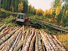 Куда исчез лес? Как выживают субъекты малого лесозаготовительного бизнеса