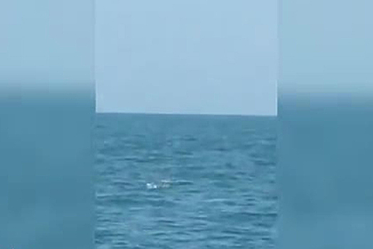 Закусывающая черепахой акула попала на видео