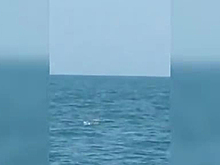 Закусывающая черепахой акула попала на видео