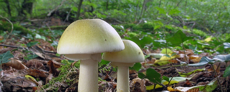 Минздрав Подмосковья: Отравившиеся грибами дети находятся в удовлетворительном состоянии