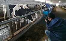 Ирменские коровы удивили китайского журналиста
