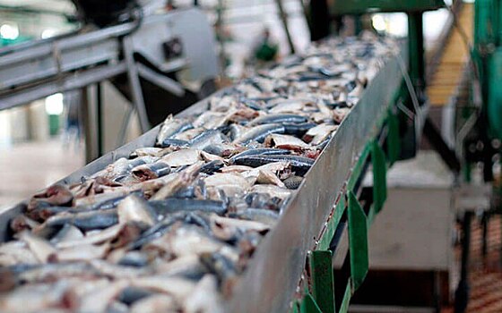 Объем переработки рыбы в Московской области вырос более чем на 80% за пять лет