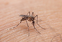 Роспотребнадзор: Риски завоза лихорадки денге в Россию исключены