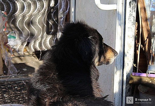 Большинство нижегородских депутатов Госдумы поддержали законопроект об эвтаназии бездомных животных