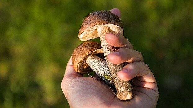 Пятерых отравившихся грибами жителей Воронежской области выписали их больницы