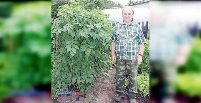 Куст картофеля с человеческий рост вырос на дачном участке нижегородца