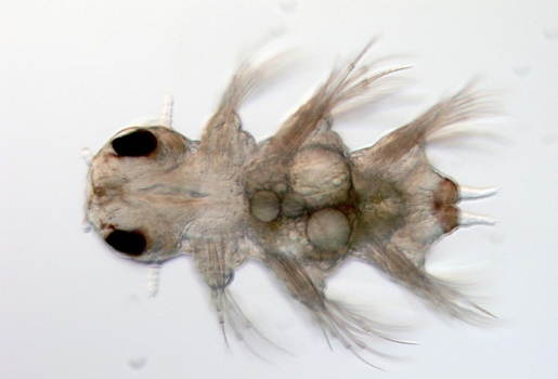 Обнаружен уникальный механизм сегментации у кольчатых червей