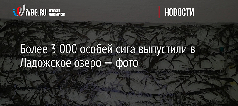 Более 3 000 особей сига выпустили в Ладожское озеро — фото