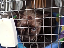 Спасатели сняли просидевшую неделю на крыше кошку