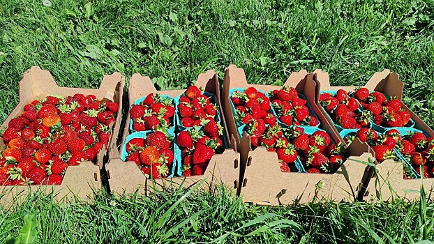 Инженеры из Кузбасса "махнули" на работу и делают миллионы на клубнике