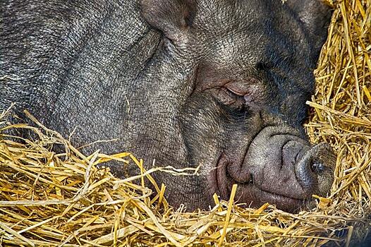 Содержание на соломе увеличило потребление корма у свиней