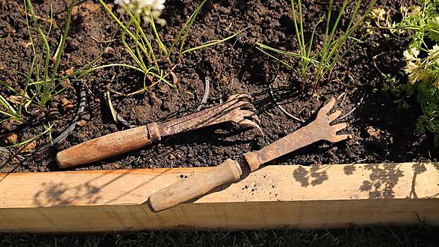 Эксперт Лысенков рассказал, как правильно ухаживать за садовыми инструментами