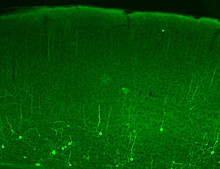 Всего одна клетка в мозге может менять отклик зрительного нейрона