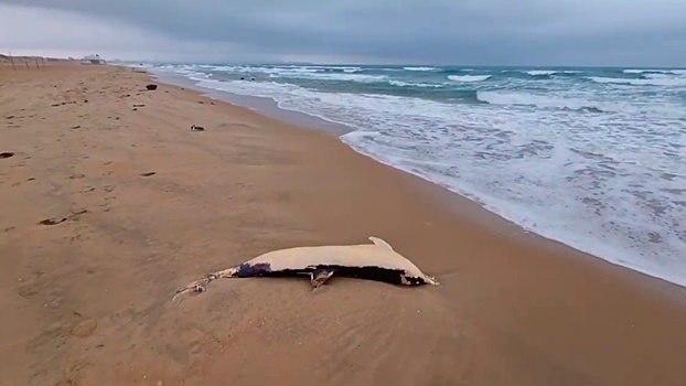 «Берег усыпан мертвыми птицами»: житель Анапы рассказал о массовой гибели животных на пляже города