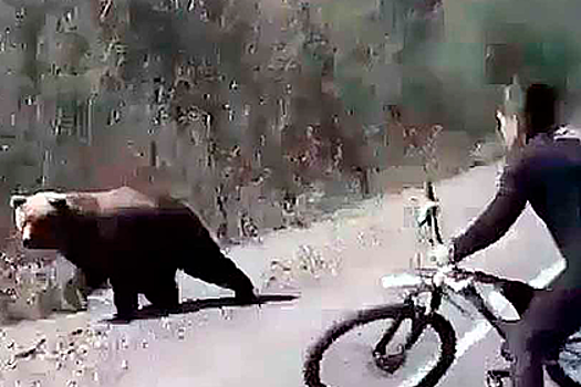 Россиянин отбился велосипедом от медведя и попал на видео
