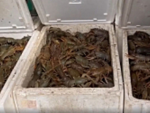 В Самарской области полицейские изъяли из незаконного оборота около 800 килограммов речных раков