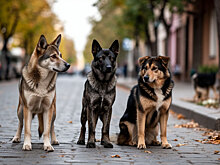 В Красноярском крае разрешили усыплять агрессивных собак