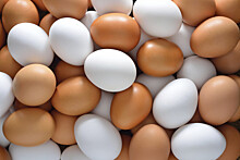 Птицефабрики Ярославской области произвели 2 млрд яиц
