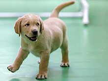 Четвероногие помощники: как готовят собак-проводников для незрячих людей