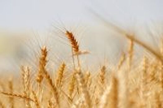 В Волгоградской области собрали 1 млн тонн зерна