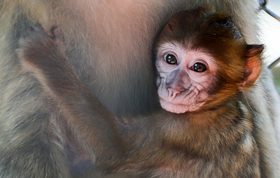 Добыча минералов в Африке угрожает жизни 30% популяций приматов