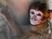 Добыча минералов в Африке угрожает жизни 30% популяций приматов