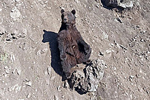 Минприроды не нашло медведя в Новосибирске