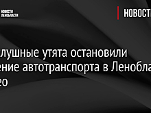 Непослушные утята остановили движение автотранспорта в Ленобласти - Видео