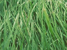 Лебедев и Нилов попросили Собянина отказаться от проекта по освещению газонов в Москве