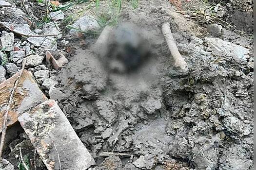 Найдены человеческие останки в Колпино: СК РФ начал проверку обстоятельств