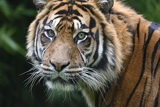 В Самаре отметят Международный день тигра