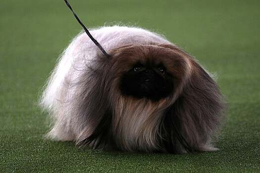 Пекинес Васаби победил на выставке собак в Нью-Йорке