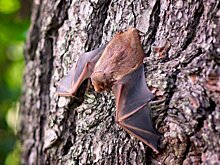 Роспотребнадзор: Летучие мыши могут быть переносчиками бешенства