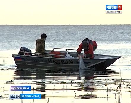 В Куршский залив выпустили 150 тысяч мальков сига