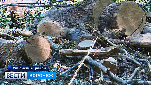 Воронежцы бьют тревогу из-за вырубки деревьев в Нагорной дубраве