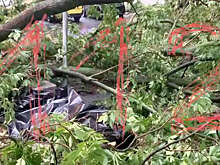 112: на Украинском бульваре в Москве упавшее дерево насмерть придавило мужчину