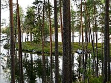 Власти Муезерского района нашли выход в конфликте местных жителей с форелеводами на озере Унус