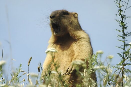 Курян приглашают на «День сурка»
