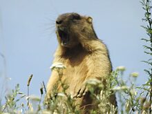 Курян приглашают на «День сурка»